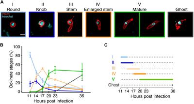 Critical Steps of Plasmodium falciparum Ookinete Maturation